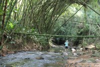 Bamboo cathedral (1024x683)